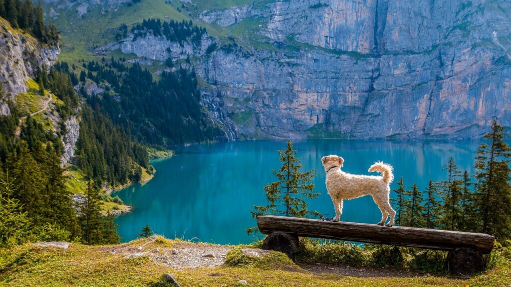 Ausblick kristallklarer Bergsee Bank Hund Reisetipps Schweiz Urlaub