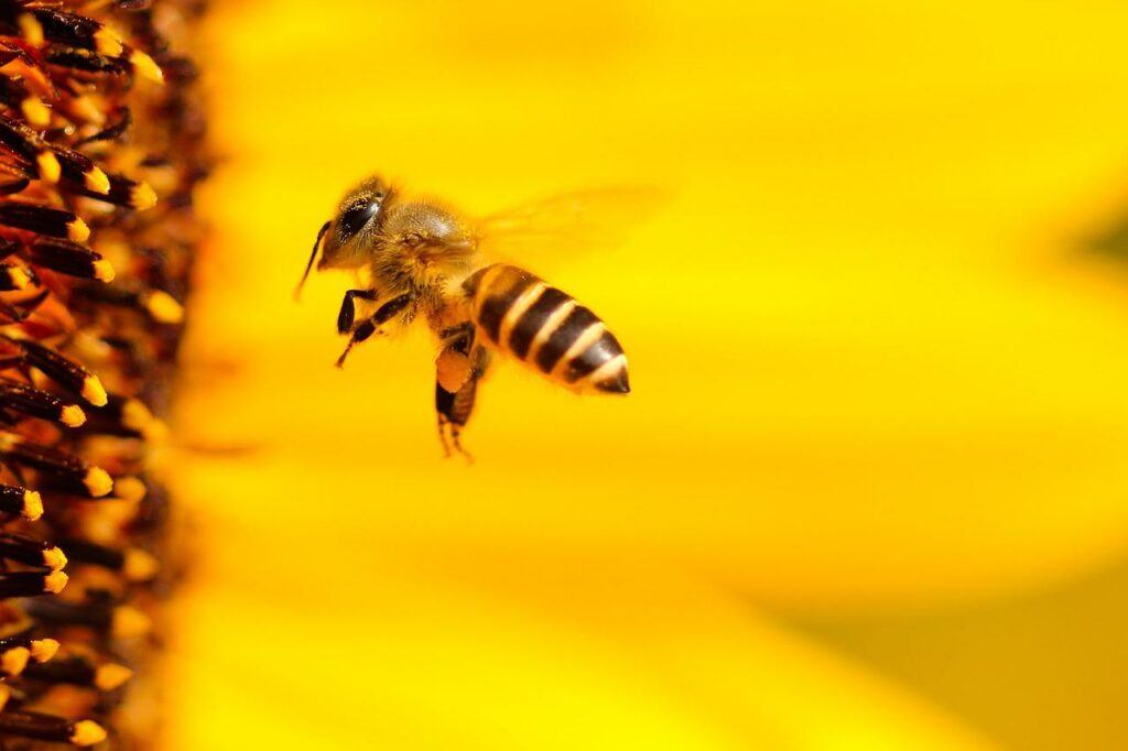 Biene im Flug Makroaufnahme Warum sind Bienen wichtig für die Umwelt