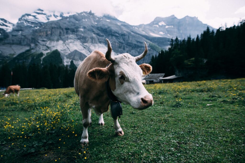 Kuh Schweiz Weide Schweizer Sprichwörter, Redewendungen und Weisheiten